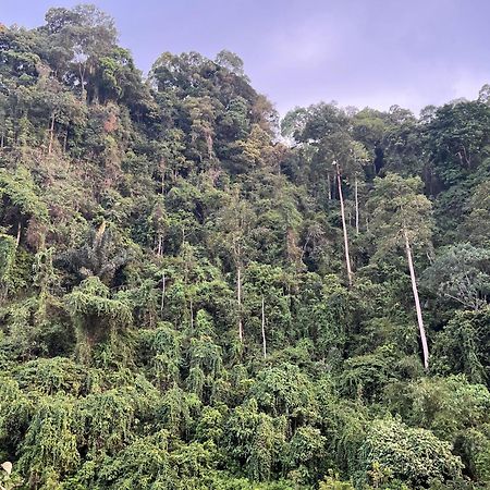 Ridho'S Homestay & Jungle Trekking Bukit Lawang Zewnętrze zdjęcie