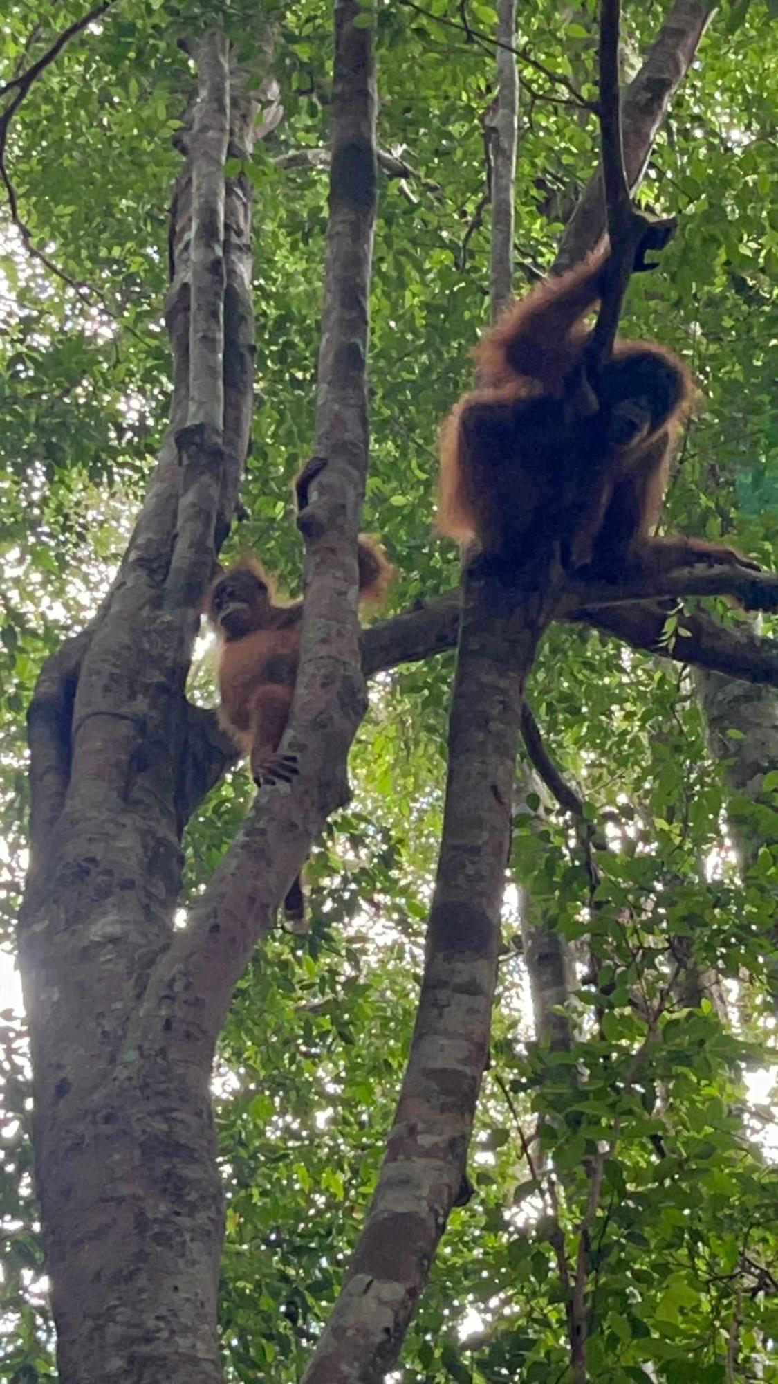 Ridho'S Homestay & Jungle Trekking Bukit Lawang Zewnętrze zdjęcie