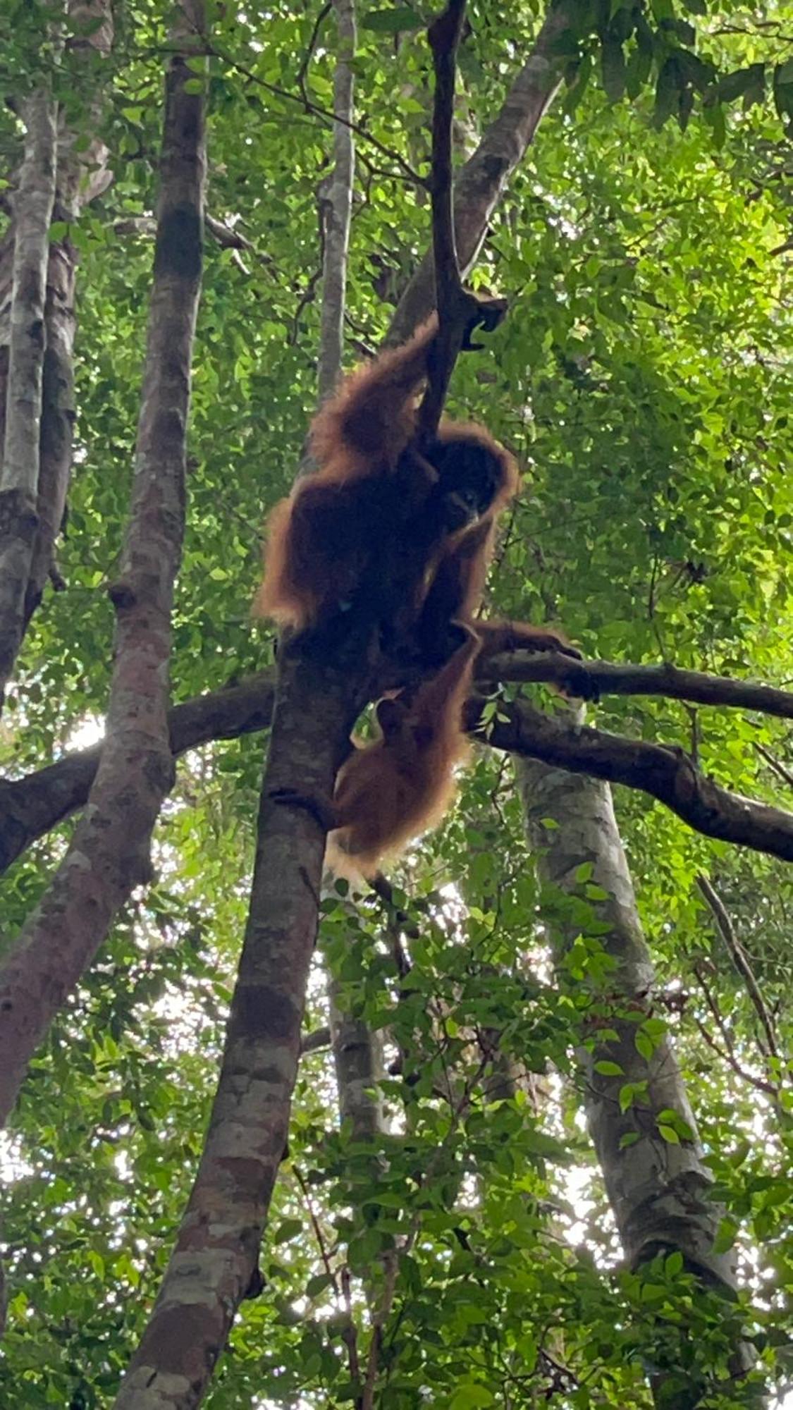 Ridho'S Homestay & Jungle Trekking Bukit Lawang Zewnętrze zdjęcie