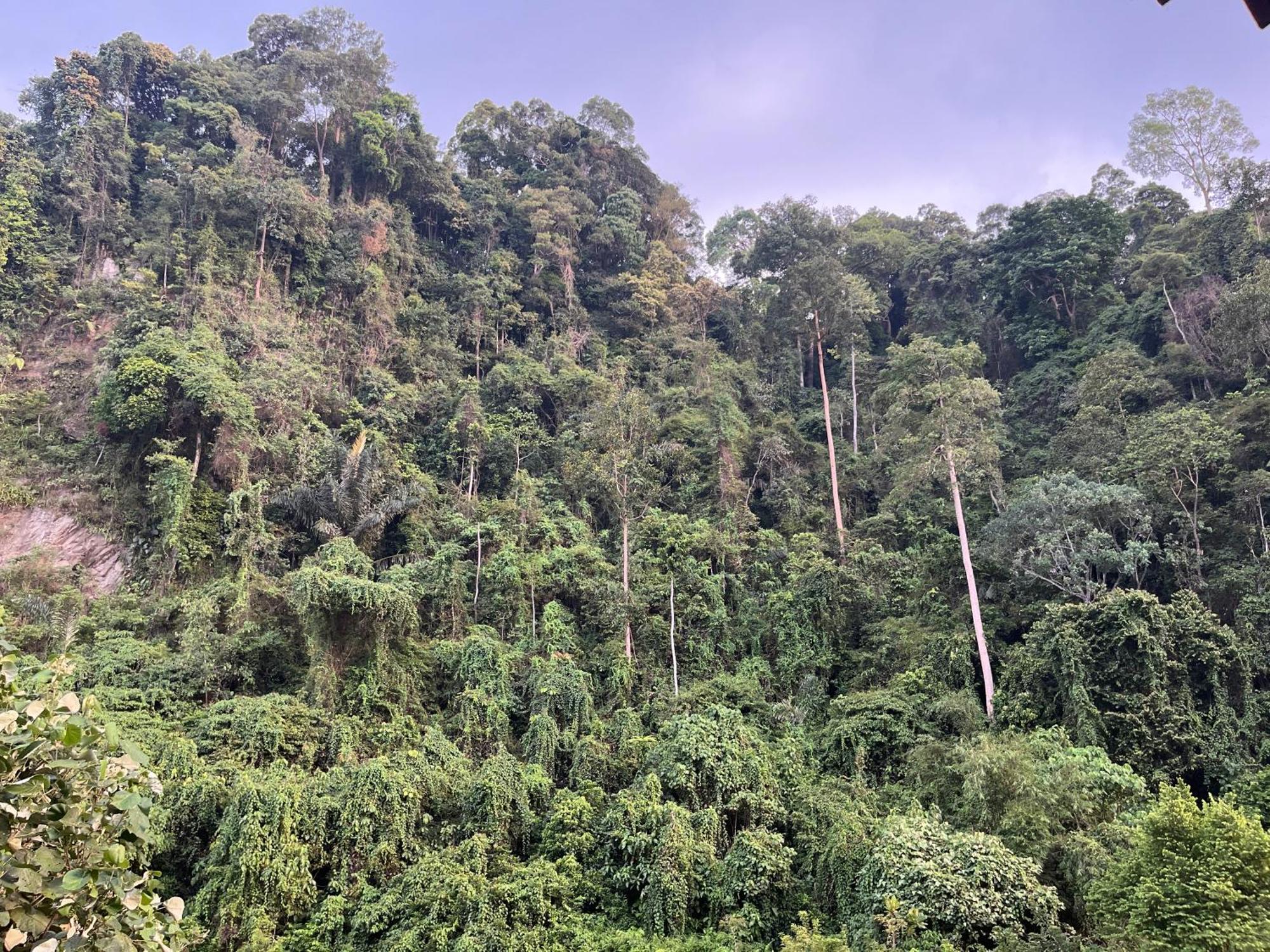 Ridho'S Homestay & Jungle Trekking Bukit Lawang Zewnętrze zdjęcie