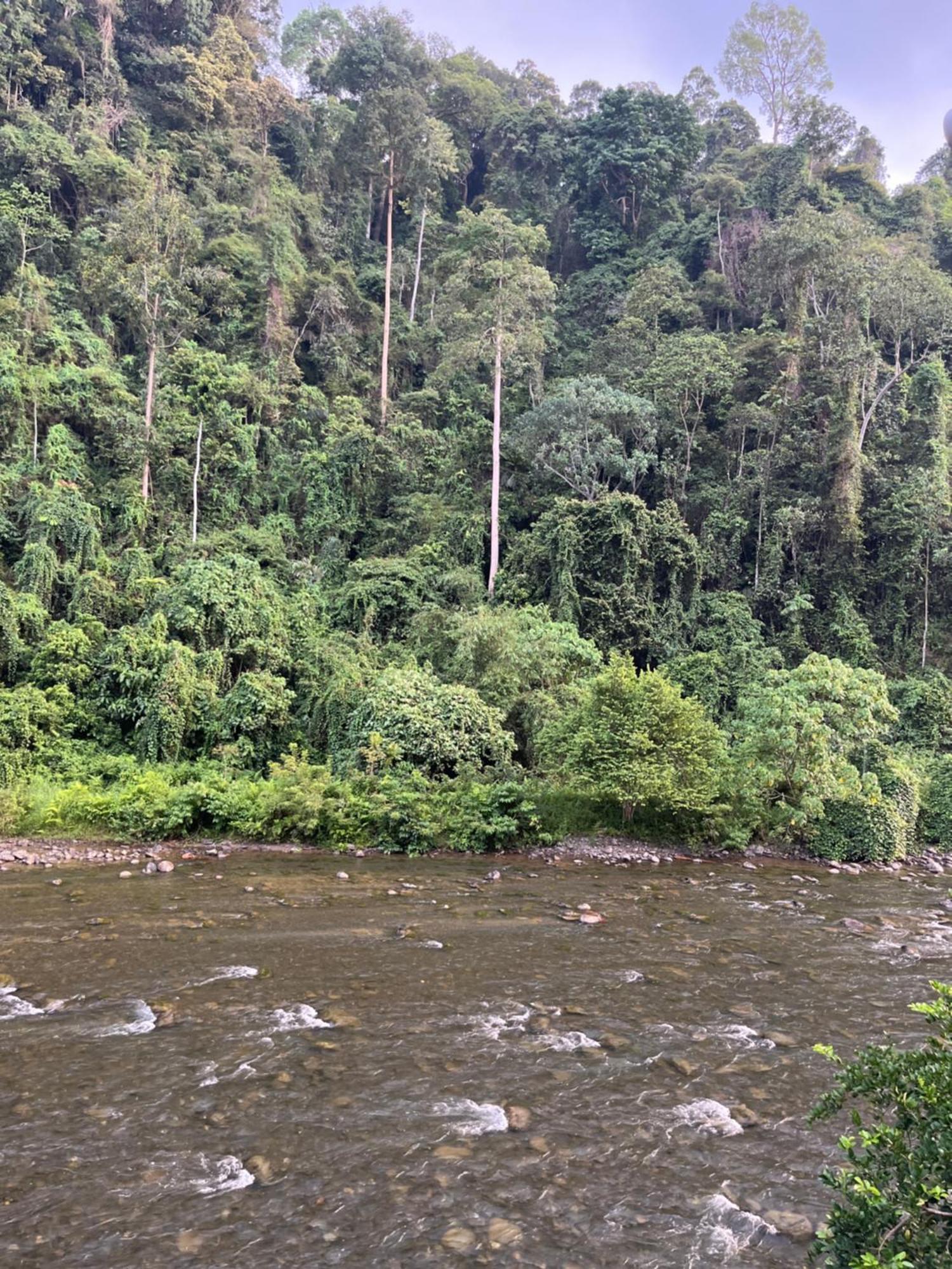 Ridho'S Homestay & Jungle Trekking Bukit Lawang Pokój zdjęcie