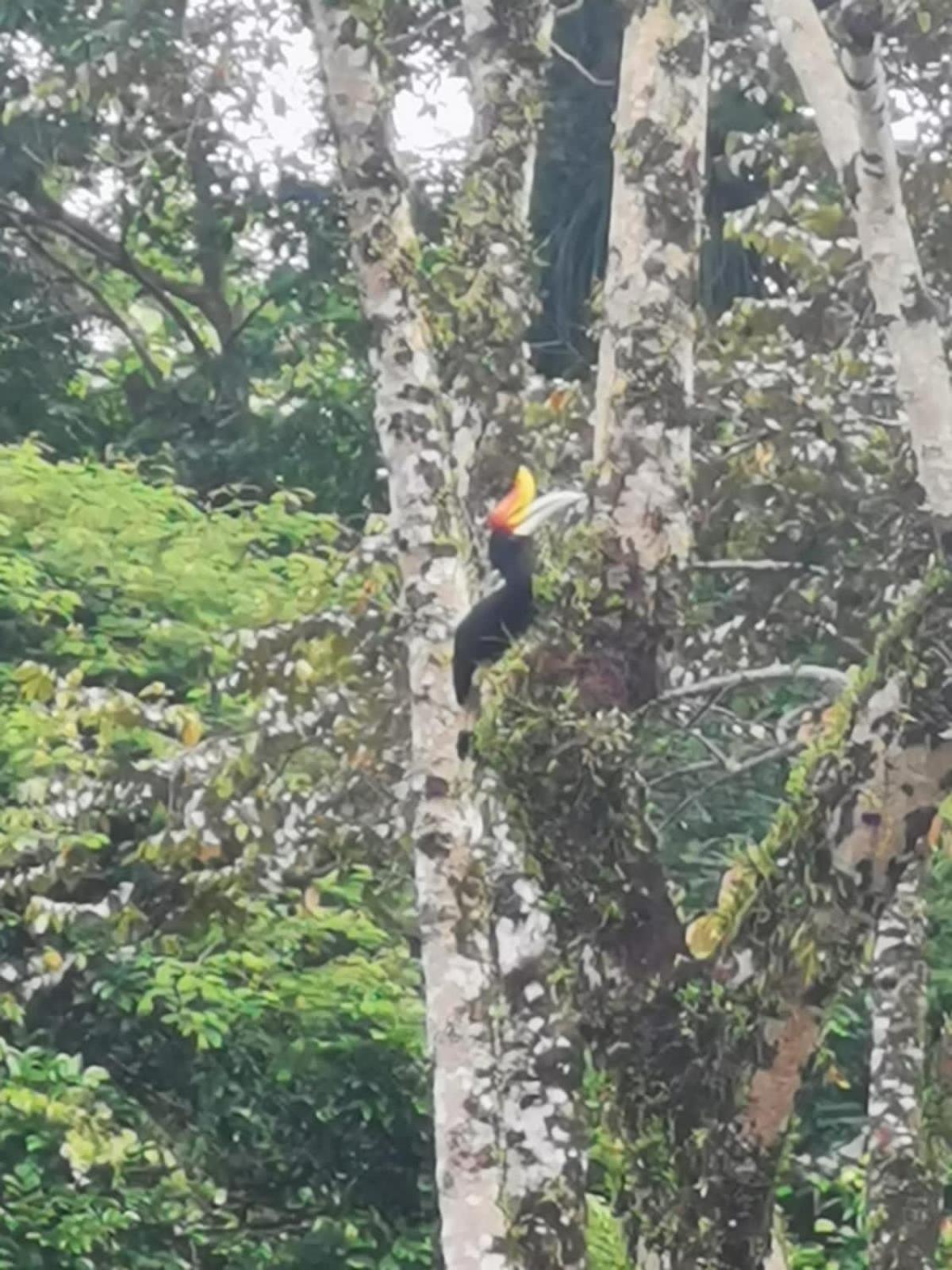 Ridho'S Homestay & Jungle Trekking Bukit Lawang Zewnętrze zdjęcie