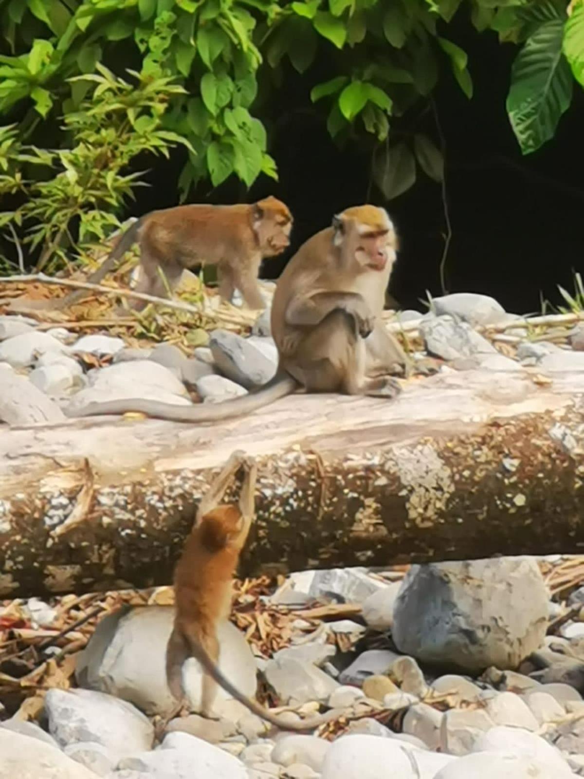Ridho'S Homestay & Jungle Trekking Bukit Lawang Zewnętrze zdjęcie