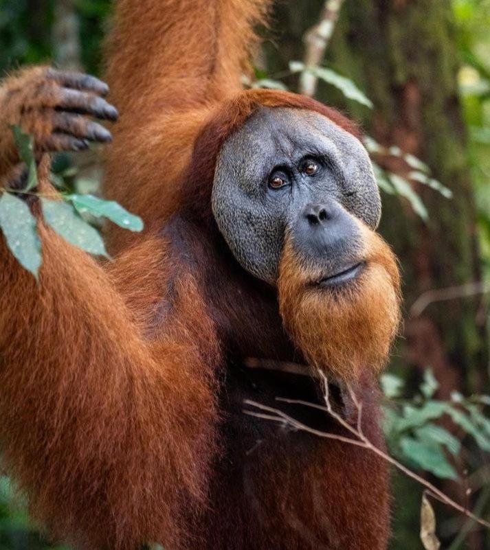 Ridho'S Homestay & Jungle Trekking Bukit Lawang Zewnętrze zdjęcie